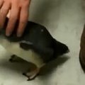 Kutenimo bijo ne tik žmonės: pingvino reakcija į švelnų plunksnų pakedenimą