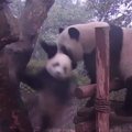 „Slaptas pandų gyvenimas“ (VI): motinos pandos pamokos mažyliui