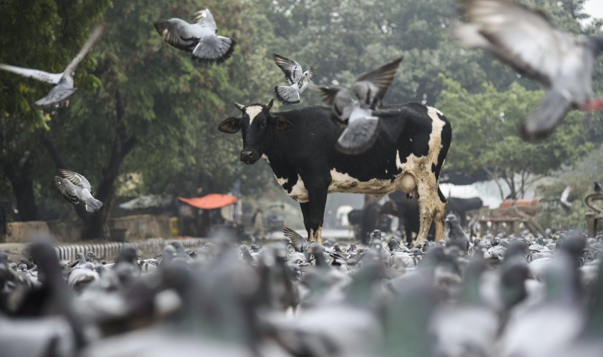 Indijoje žuvo šimtai migruojančių paukščių, neatmetama paukščių gripo protrūkio galimybė