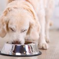 Veterinaras išskyrė dažniausias šunų šėrimo klaidas ir gydomąsias dietas, padėsiančias augintiniui gyventi ilgiau