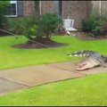 Į svečius pas vieną Teksaso šeimą užsukęs aligatorius nenorėjo išeiti
