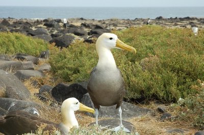 Du albatrosai lizde