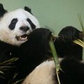 Viena seniausių pasaulyje pandų atšventė 30 metų jubiliejų