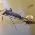 Europoje plinta maliarija ir dengės karštligė: mokslininkai sako, kad visokie scenarijai įmanomi ir Lietuvoje