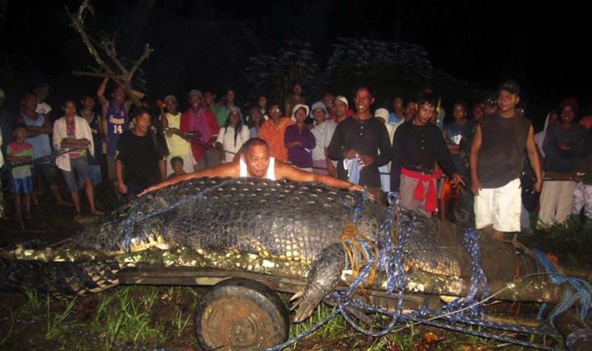 Ilgiausias pasaulyje krokodilas – daugiau kaip 6 metrų ilgio