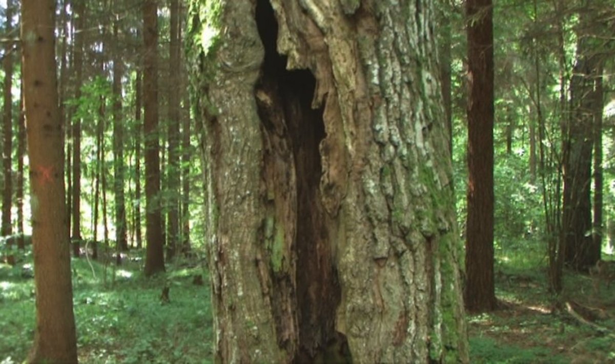 Drevių nereikia užtaisinėti - perspėja gamtininkas