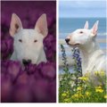 Šuo modelis: pitbulis pozuoja tulpių laukuose