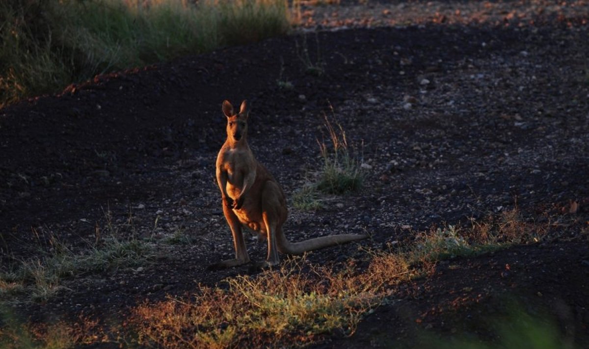 Lenkijoje iš zoologijos sodo pabėgo dvi kengūros