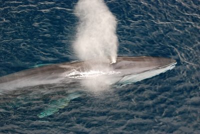 Finvalas - antras pagal dydį banginis pasaulyje, pasirodo, yra ir šlapinimosi vandenyne rekordininkas