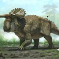 JAV dykumoje rastos iki šiol nežinotos rūšies dinozauro liekanos