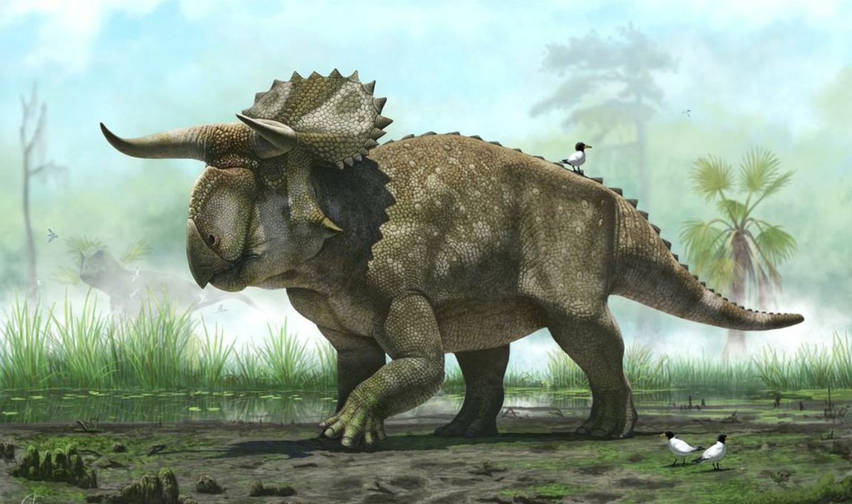 Nomanoma nastuceratopso išvaizda
