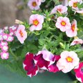 Gėlės balkone – kaip parinkti augalus pagal pasaulio puses