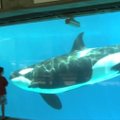 Neatlaikiusi spaudimo „SeaWorld“ nutraukia orkų pasirodymus San Diege