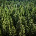Komitetas siūlo atmesti prezidento veto dėl miško žemės įsigijimų ribojimo