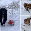 Gyvūnų prieglaudos lūžta nuo sušalusių, neprižiūrėtų ir paklydusių augintinių: žmonės vis dar nežino, kaip su jais elgtis žiemą