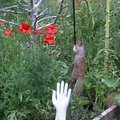 Sodininkai linksmai pamokė besotę voverę