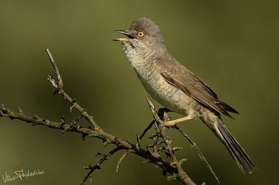 Raiboji devynbalsė/ V. Paškevičiaus nuotr. 