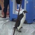 Naujojoje Zelandijoje netyčia atsidūręs pingvinas pradėjo kelionę namo