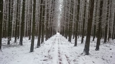 Miškas žiemą/ Vaido Labino nuotr.
