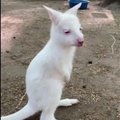 Rusijos zoologijos sode gimė kengūriukas albinosas