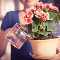 Koks vanduo tinkamiausias kambariniams augalams laistyti?