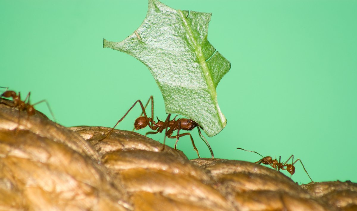 Lapgraužė skruzdė