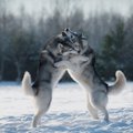 Sibiro haskiai – šunys, visada pasiruošę bėgti