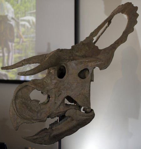 Nastuceratopso kaukolės rekosntrukcija