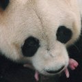 Panda Kinijoje pripažino tik vieną iš dviejų savo mažylių
