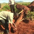 Kenijos dramblių elgesiui stebėti - specialūs radijo siųstuvai