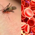 Genetikos technologijos pritaikytos maliariją platinantiems uodams naikinti