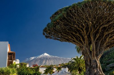 Teidė ir Tenerifei būdingi drakono medžiai