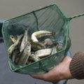 Inspektoriai tikrina ne tik žuvies kokybę, bet ir dydį