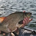 Nuo pirmadienio – draudimas žvejoti karšius Nemuno deltos regioninio parko vandens telkiniuose