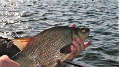 Nuo pirmadienio – draudimas žvejoti karšius Nemuno deltos regioninio parko vandens telkiniuose