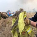 Australijoje nuo miškų gaisrų gelbėjamos koalos