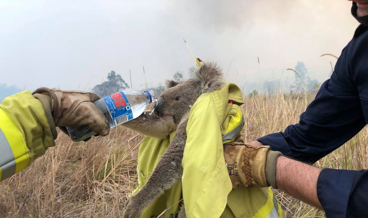 Australai gelbėja koalas nuo miškų gaisrų