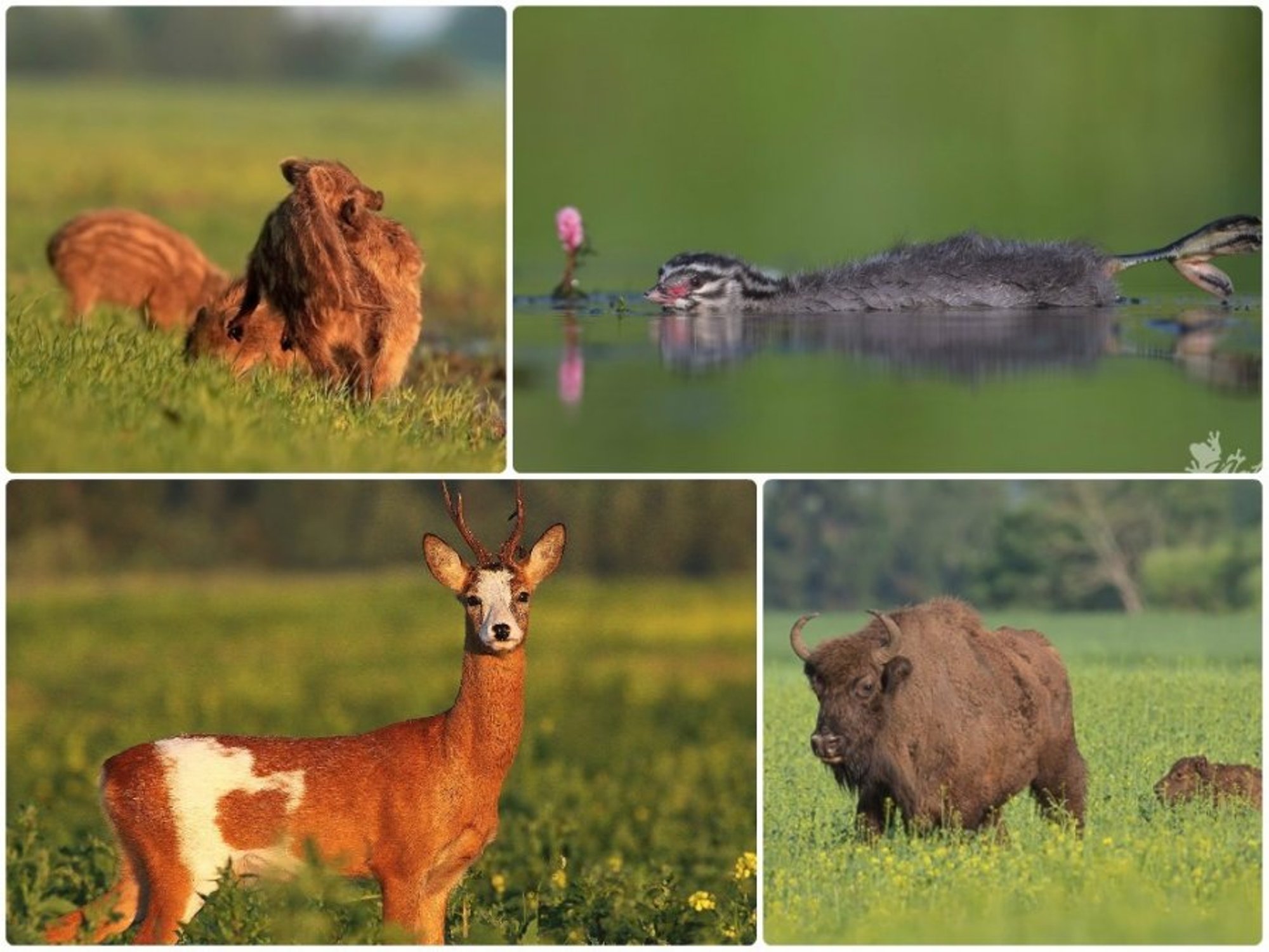 Lietuvos Gamtos Lobis – Raguotieji Kragai, Stumbrų šeimyna Ir Karvės ...