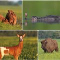 Lietuvos gamtos lobis – raguotieji kragai, stumbrų šeimyna ir karvės kailio stirninas