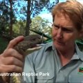 Kobrai reptilijų parke Australijoje buvo išspausti nuodai