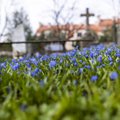 На старом вильнюсском кладбище цветут пролески