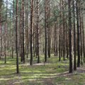 Atsivėrė kelias iš miško uždirbti dar greičiau ir daugiau