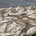 Griežtinamos verslinės žvejybos Kuršių mariose taisyklės: daugės draudimų
