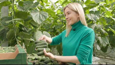 Misija ūkis: kaip užauginti gerą šilauogių derlių ir kaip išlaikyti šviežius agurkus?