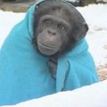 Beždžionės nuo šalčio ginasi įsisupusios į apklotus