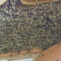 Amerikietės namuose apsigyveno 20 tūkst. bičių