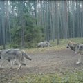Gamtininkai Lietuvoje nufilmavo didžiulę vilkų šeimą, dabar laukia meškos