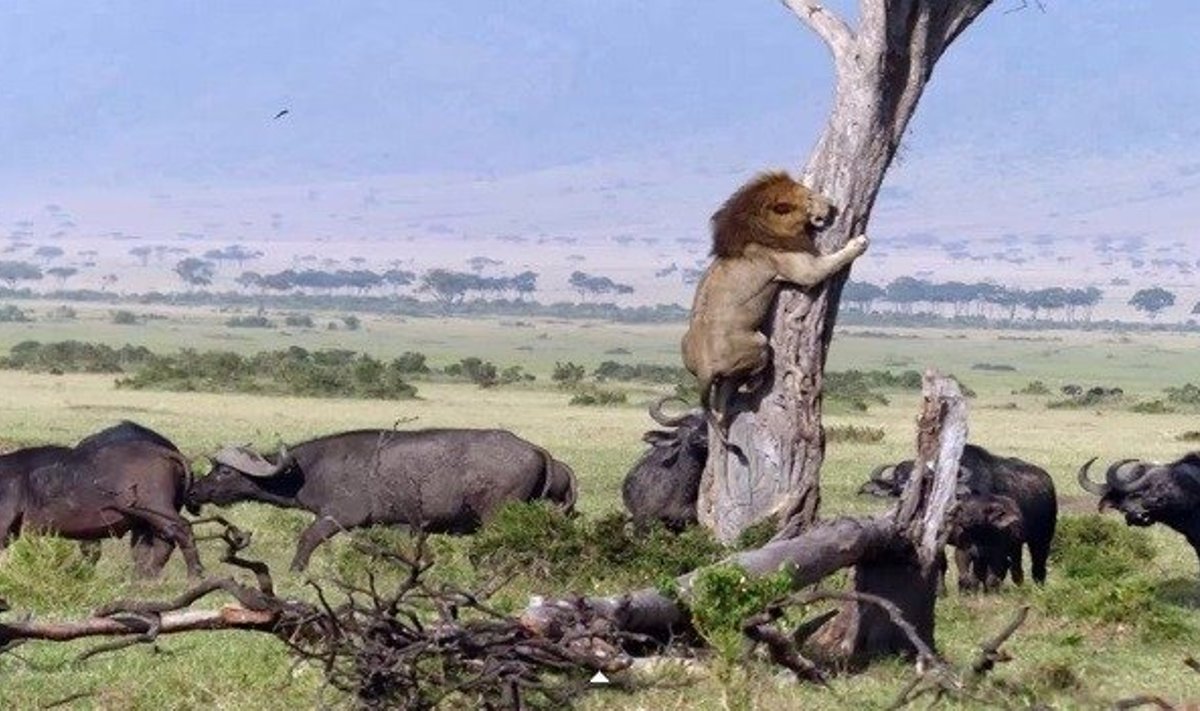 Liūtas lipa į medį