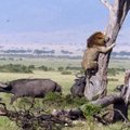 Liūtas taip įsiutino buivolus, kad teko šokti į medį