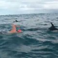 Akistatoje su rykliu atsidūrusį plaukiką apsupo delfinai